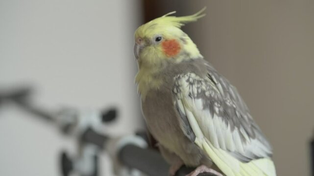Funny cockatiel parrot, pet at home. Yellow gray cockatiel parrot flies around the apartment