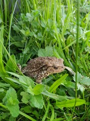 Endangered Australian Green and Golden Bell Frog