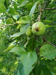 Portrait Orientation Image of a Golden Delicious Apple hanging from and Apple Tree.