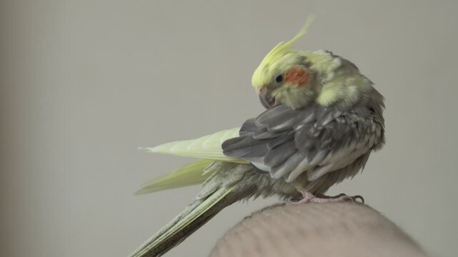 Funny cockatiel parrot, pet at home. Yellow gray cockatiel parrot flies around the apartment