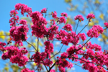 Chinese redbud, or Cercis chinensis tree in bloom