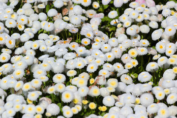 Bellis perennis, or common daisy flowers in a garden © aquatarkus