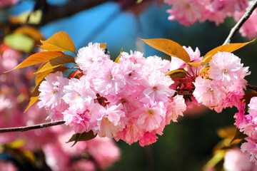 Pink flowers of blooming sakura, or japanese cherry tree