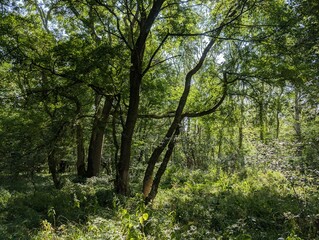 Forested woodland deciduous summer Europe green panorama UK temperate