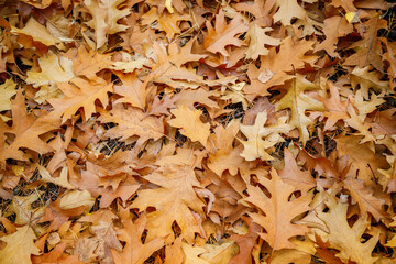 A close-up view of fallen autumn oak leaves in shades of brown and yellow covering the ground. Autumn leaves background