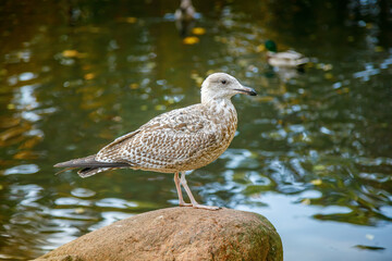 A juvenile gull with mottled brown and white plumage stands perched on a rock near a calm pond