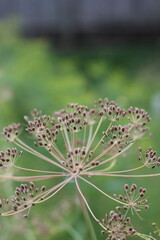 dill seeds growing on the plant