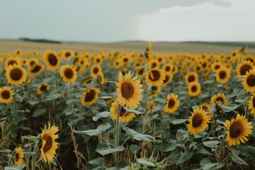 Obraz premium Sunflower Field