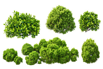 Fototapeta premium green bushes, capturing their unique shapes and textures on a white background.