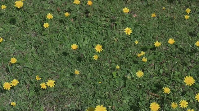 Autumn Hawkbit (Leontodon autumnalis - probably, or very similar species) growing on an uncut garden lawn. August, Kent, UK [Slow motion]