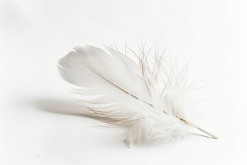 Obraz premium A delicate white feather lying on a smooth surface