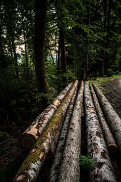 Tala controlada de arboles para la limpieza de los bosques y la industria maderera.