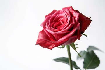 Beautiful red rose on white background