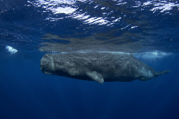 Sperm whale close to surface. Marine life in Indian ocean. The biggest toothed predator.