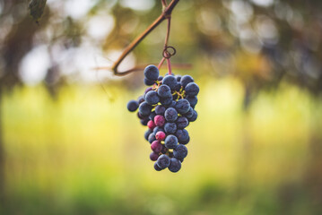 Blue vine grapes in the vineyard. Cabernet Franc grapes for making red wine in the harvesting.