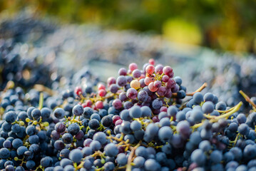 Blue vine grapes. Grapes for making rose wine in the harvesting crate.