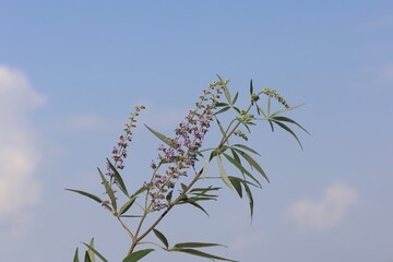 Vitex agnus-castus is a plant native of the Mediterranean region