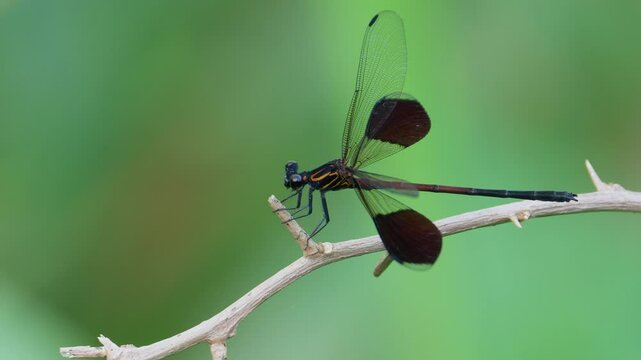 Gossamer wings sitting on a branch.