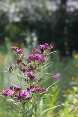 Purple wildflowers growing in the sunny summer meadow.