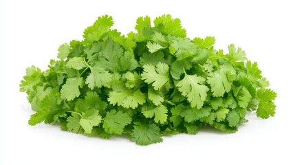 Fototapeta premium A bunch of fresh cilantro leaves arranged neatly.