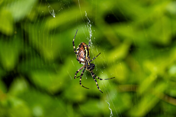  A Wasp Spider in the net