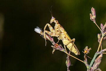 A Adult Flower Mantis in the wild