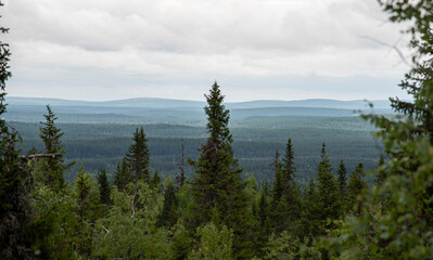 Forest landscape in Lapland Finland