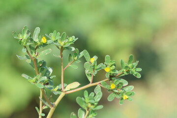 close up of Portulaca oleracea 
