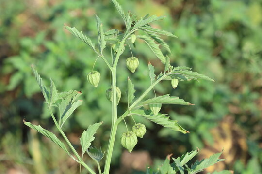 Leaves, flowers and fruits of a wild ground cherry (Physalis)