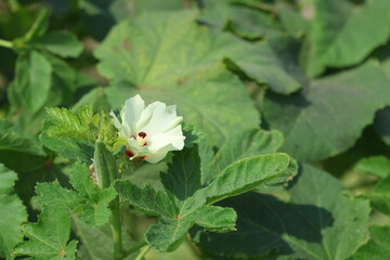 okra leaves and blooms in summer