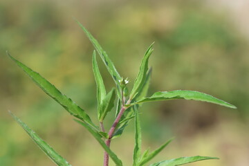 Eclipta prostrata is a species of plant in the family Asteraceae