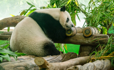 panda