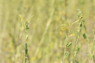 Sesame is a plant in the genus Sesamum, also called simsim, benne or gingelly.