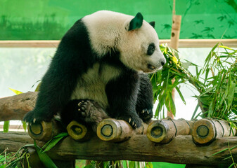panda