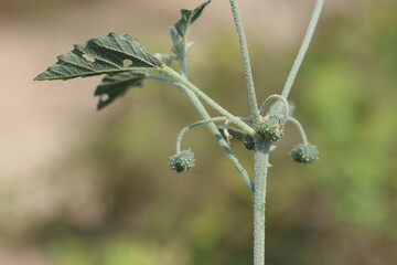 dyer's croton (Chrozophora), a plant genus in the family Euphorbiaceae © UMIT