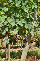 Bordeaux, France. Vineyards of Saint-Emilion. August 15, 2024.