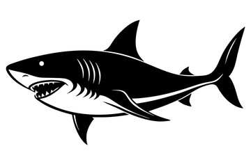 shark illustration