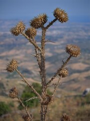 Dry thistle in daylight