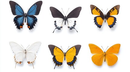 A set of six high-quality images showcasing vibrant butterflies with intricate wing patterns, isolated against a clean white background. These images represent beauty, transformation, and the fragilit