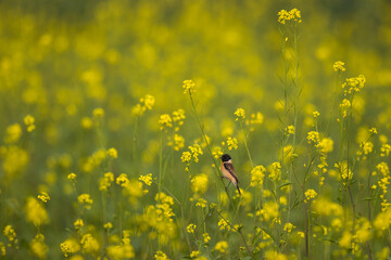 field of dandelions 