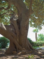 Big trunk of a tree in a park in Mazara Del Vallo, Sicily