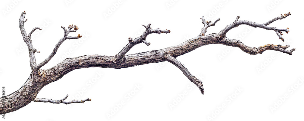 Poster dry tree branch, isolated on transparent cutout background