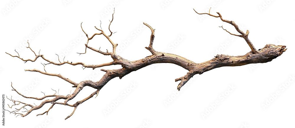 Poster dry tree branch, isolated on transparent cutout background