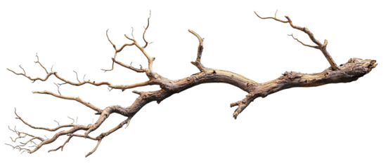 Dry tree branch, isolated on transparent cutout background