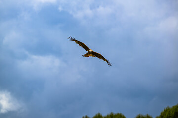 Iberian Eagle Hunting in Castilla and Leon