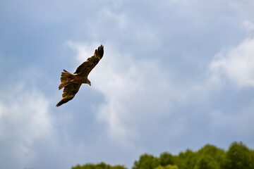 Iberian Eagle Hunting in Castilla and Leon