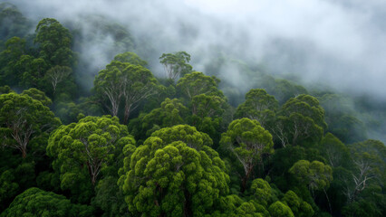 Aerial view of a dense jungle forest with fog and clouds, a rainforest landscape. © MCGORIE