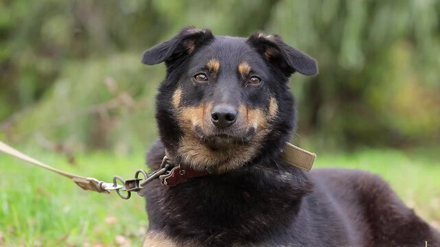 Fear in a dog.A frightened dog from a shelter for homeless animals on a walk.Socialization and adaptation of stray dogs.