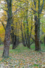 Natural autumn tunnel made of maple tree trunks. Arch from Deciduous plant with yellow leaves grow in fall. Orange foliage outdoors. Maple arch and trees tunnel in row in colored forest. Calm nature