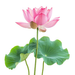 A lotus flower on a transparent background